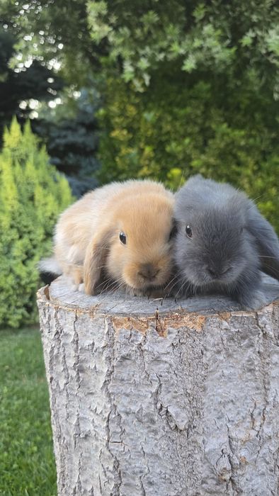 Królik miniaturka mini lop baranek  karzełek blue