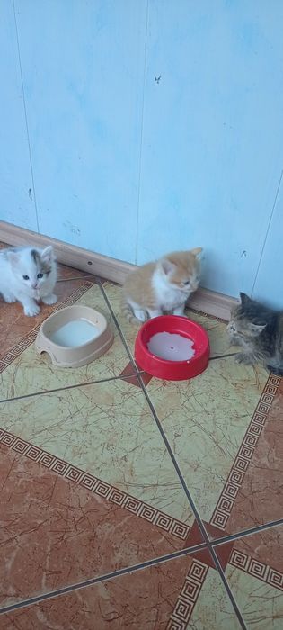 Віддам маленьких кошенят в люблячу родину.