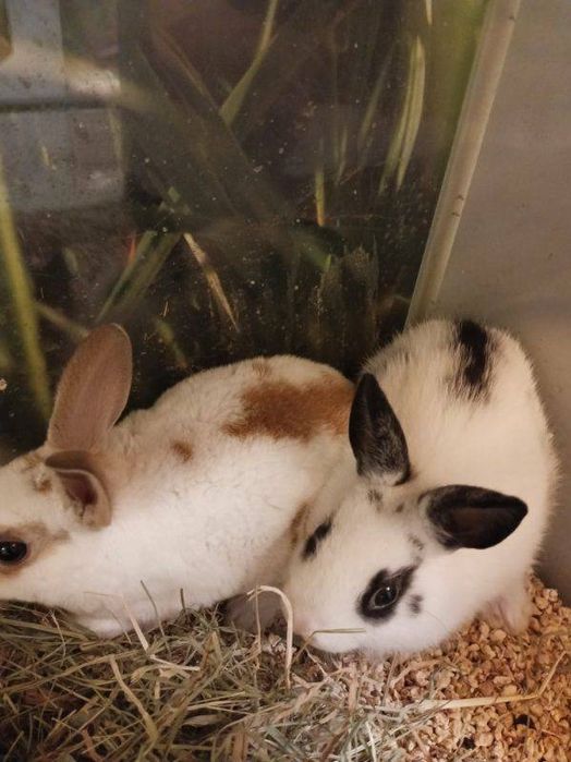 Królik karzełek REX Kraków (Swoszowice)