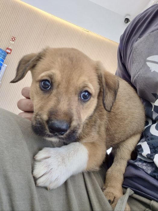 Cães bebés machos adoção responsável