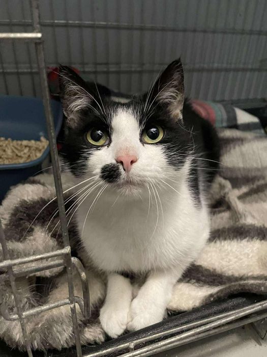 Kocurek Ziutek 10 miesięczny, adopcja.