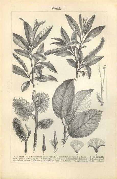 Drzewo II  oryginalna XIX w. grafika