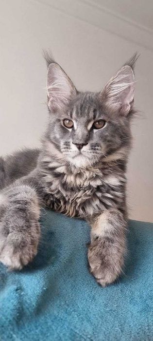 Gatinho Maine Coon