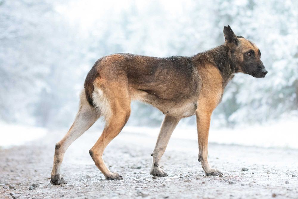 RONIA - piękna sunia w typie owczara belgijskiego, dla doświadczonych