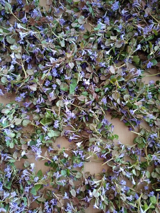 Bluszczyk kurdybanek