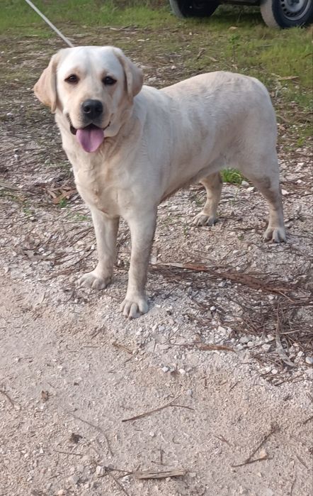 Labrador Retriever com Lop e afixo