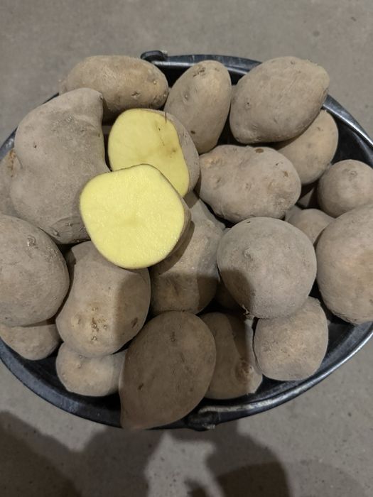 Картопля домашня