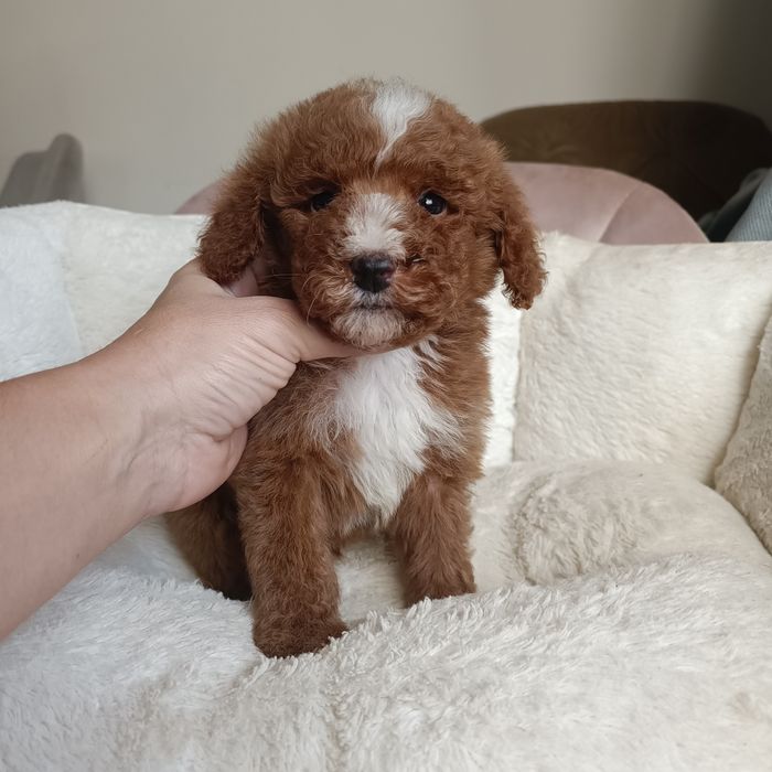 Міні Голдендудль (Лабрадудль). Шикарний хлопчик. Київ