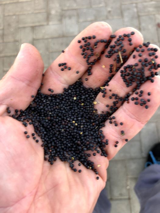 Rzepik nasiona na zielonkę i na poplon oraz dla ryb