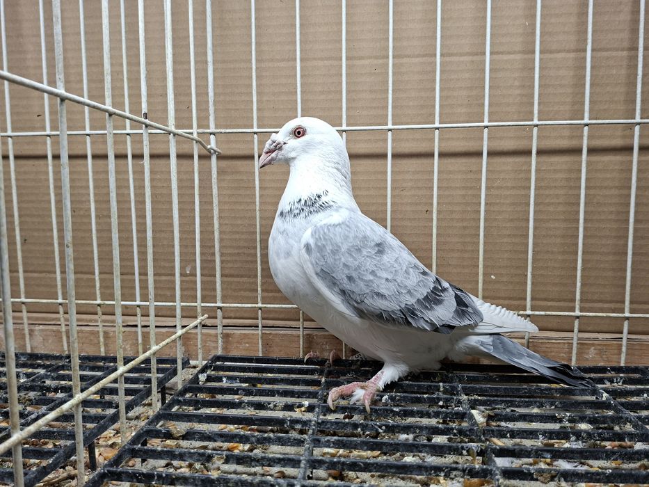 Gołębie Staropolskie