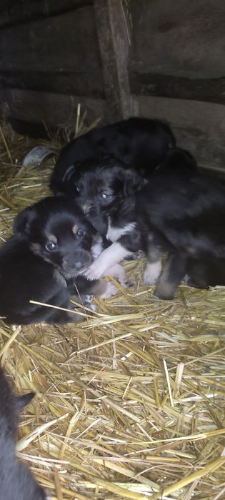 Терміново цуценята шукають дім