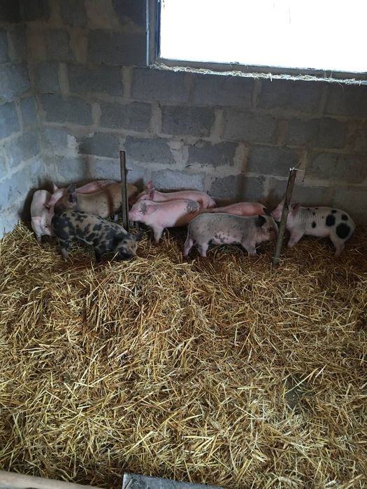Продам поросят різного віку різної ваги 100 грн/кг