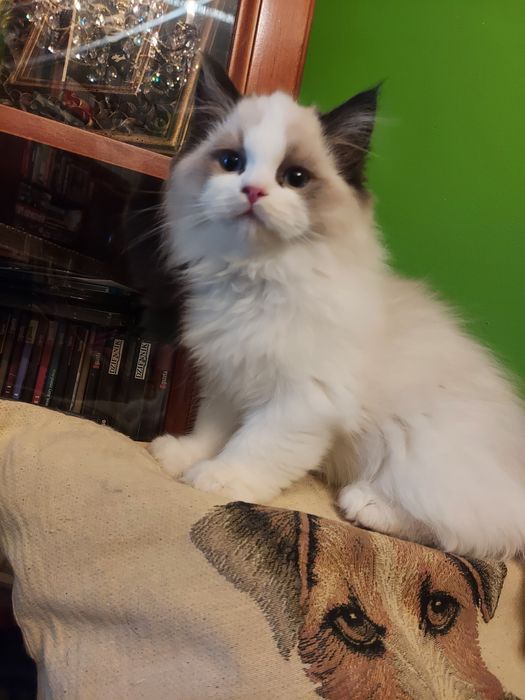 Ragdoll , rezerwacja