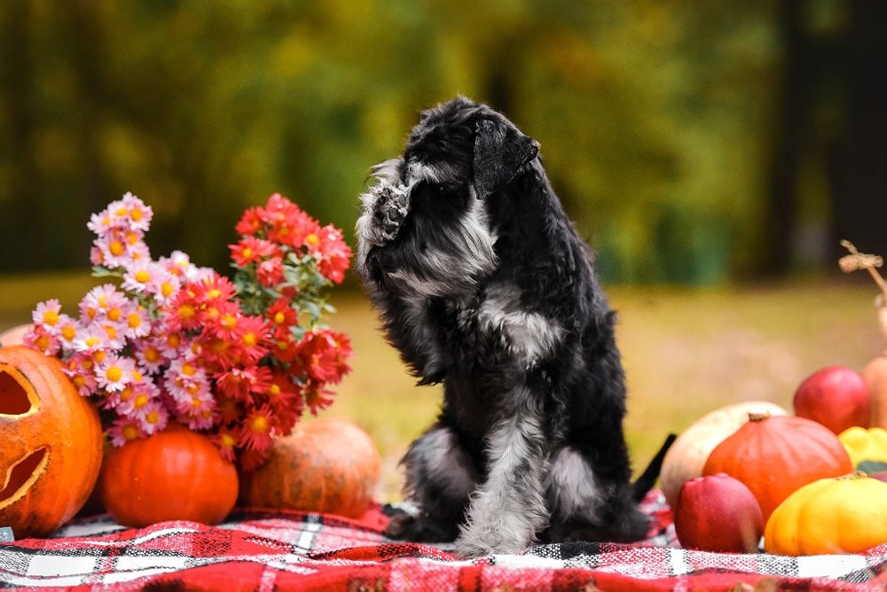 Цуценя цвергшнауцера