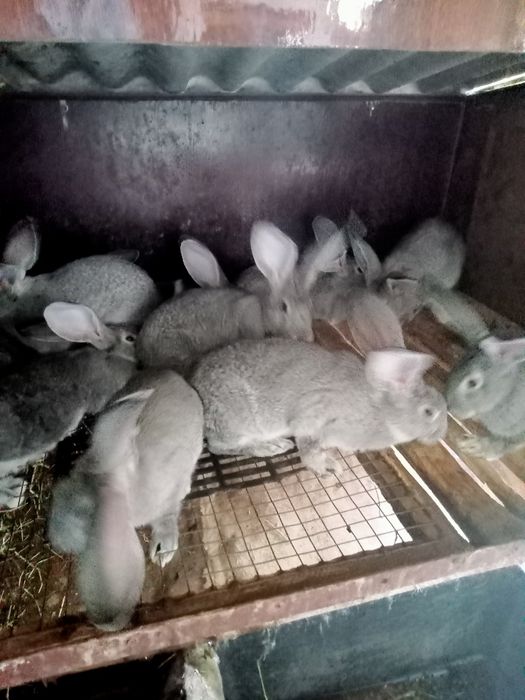 Шиншила різного віку. Пропоєні провакциновані Лапімун Гемікс3.