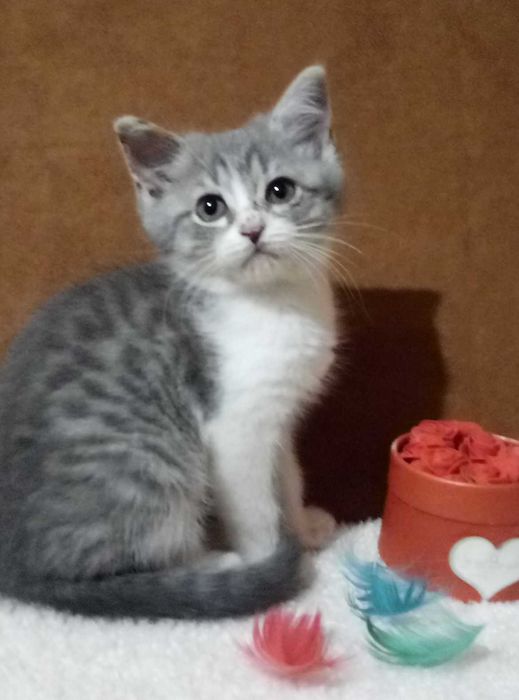 Вислоухие и прямоухие!Золотые и Голубые шиншиллы!