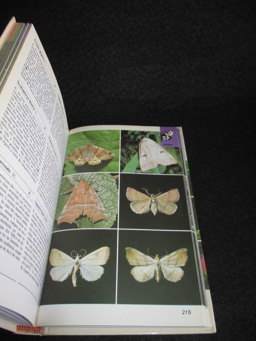 Livro Borboletas Helgard Reichholf-Riehm O Mundo da Natureza