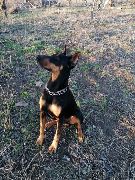 Доберман для вязки