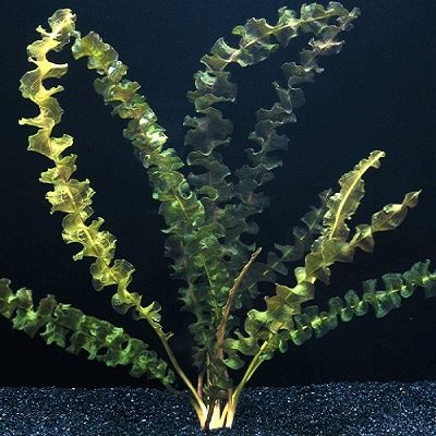 Aponogetony - rożne odmiany