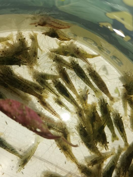 Sprzedam krewetki mieszańce wysylam