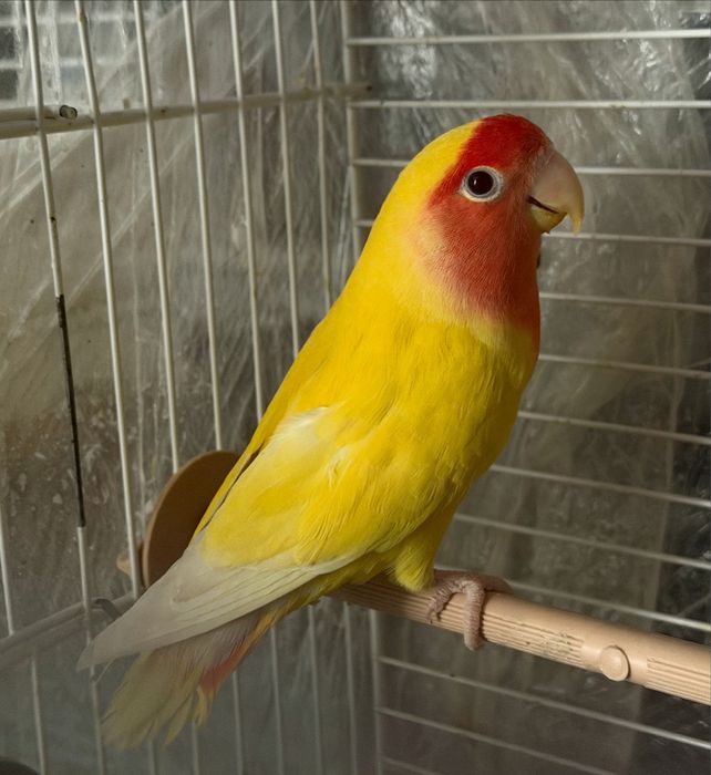 Хомячок (малиш) дуже ручний та контактний