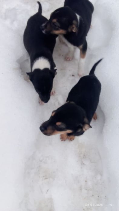 Срочно щенки в добрые руки