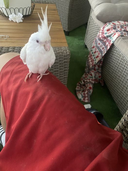 Tenho uma caturra albina domesticada para cerder