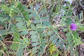 Wyka jara, nasiona, tani azot, dobra cena!