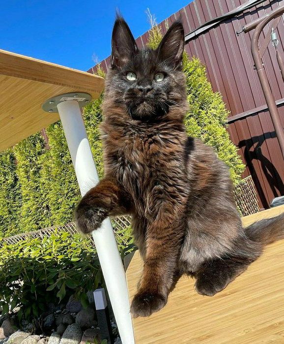 Мейнкун кошенята, Mainecoon