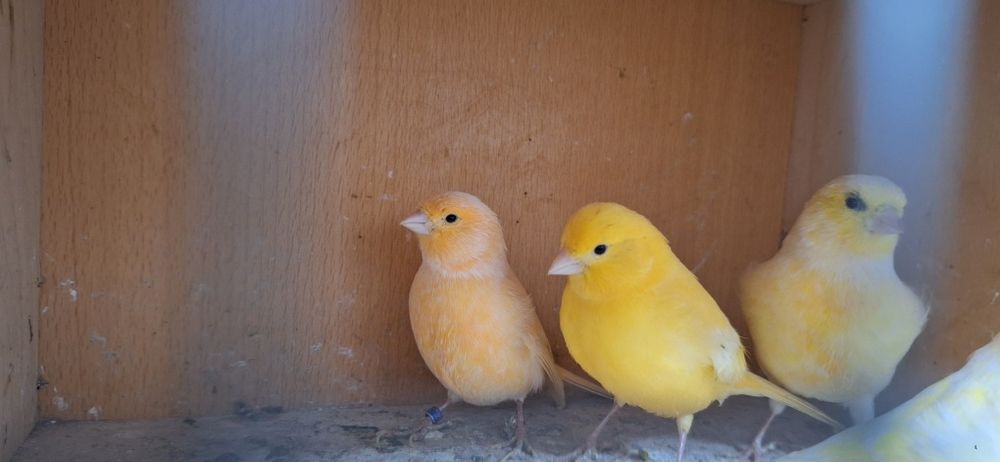 Kanarki samiczki 2024r. I 2025r
