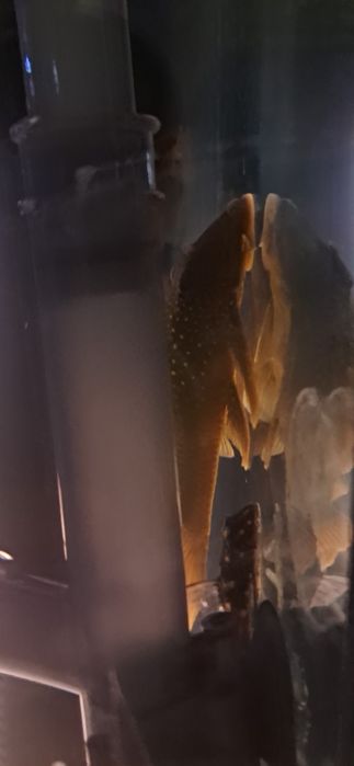 Vendo plecos raros