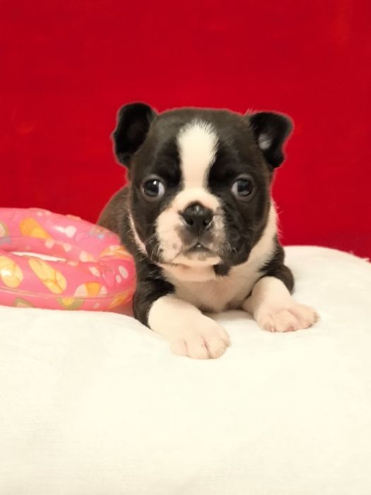 Boston Terrier śliczna suczka ZKwP/FCI