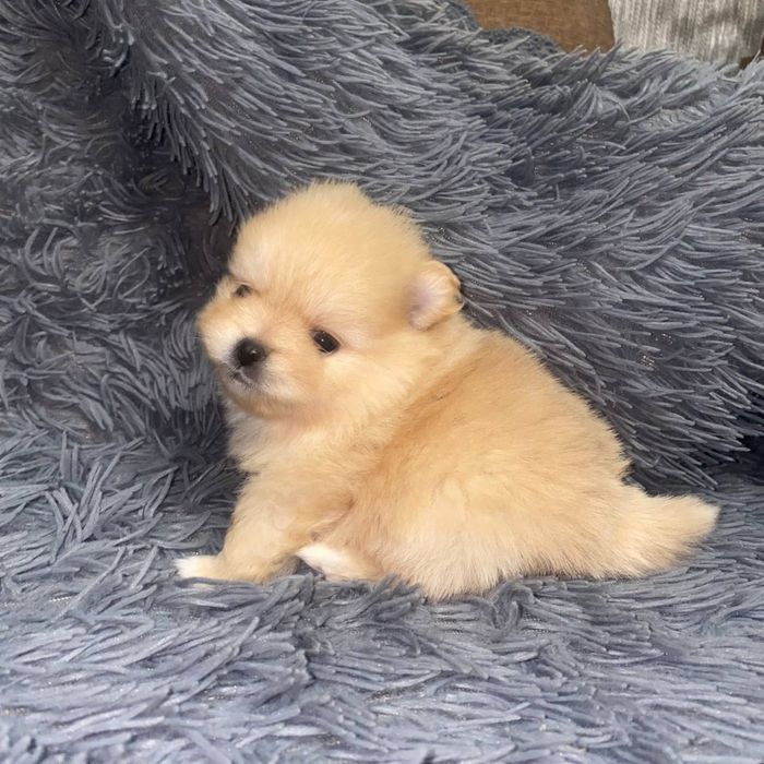 Мини шпиц щенки