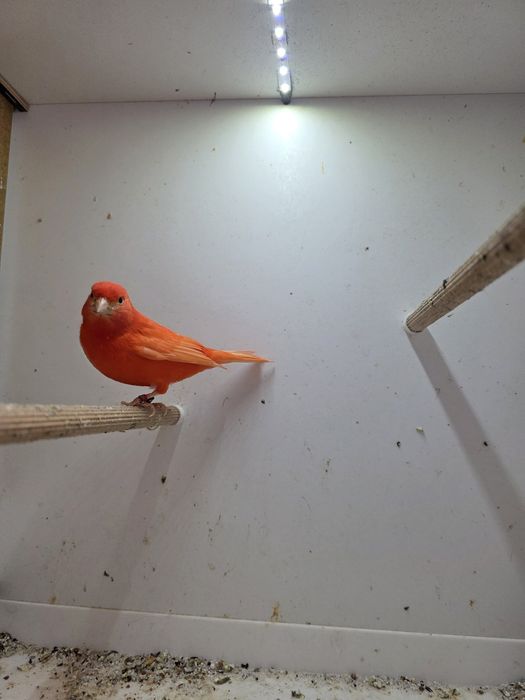 Kanarki samice i samce czerwone intensywne i nie intensywne