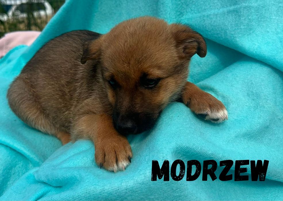 Modrzew i inne maluchy szuka nowego domu,  do adopcji