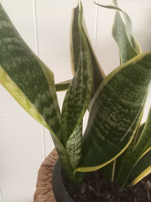 Rebentos Espada de Santa Bárbara