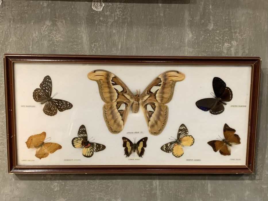 Quadro com borboletas reais estilo botanico
