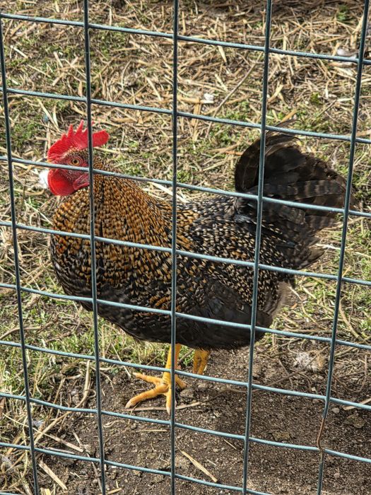 Vendo garnizos pedrez, de grande porte.