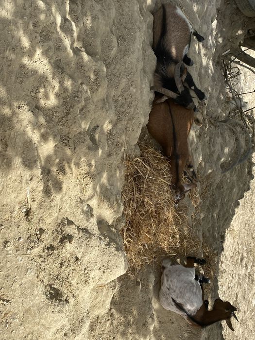 Vendo bode anão com 3 anos