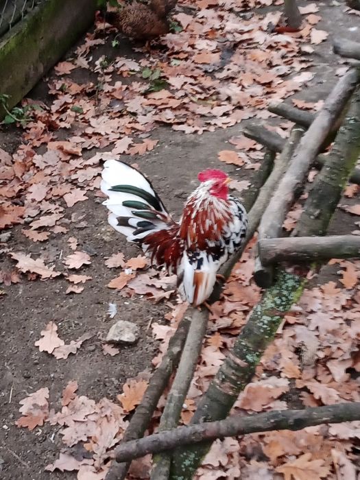 Serama kogutki pary , chabo