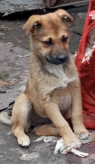 Отдам щенка-девочку