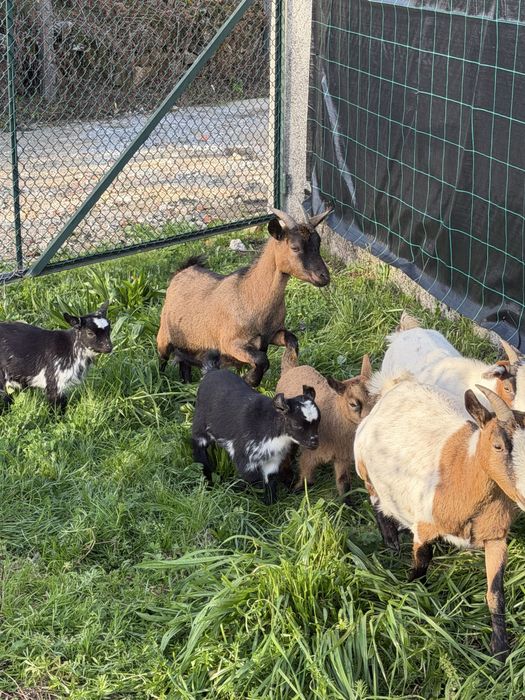 Rebanho de cabras anas