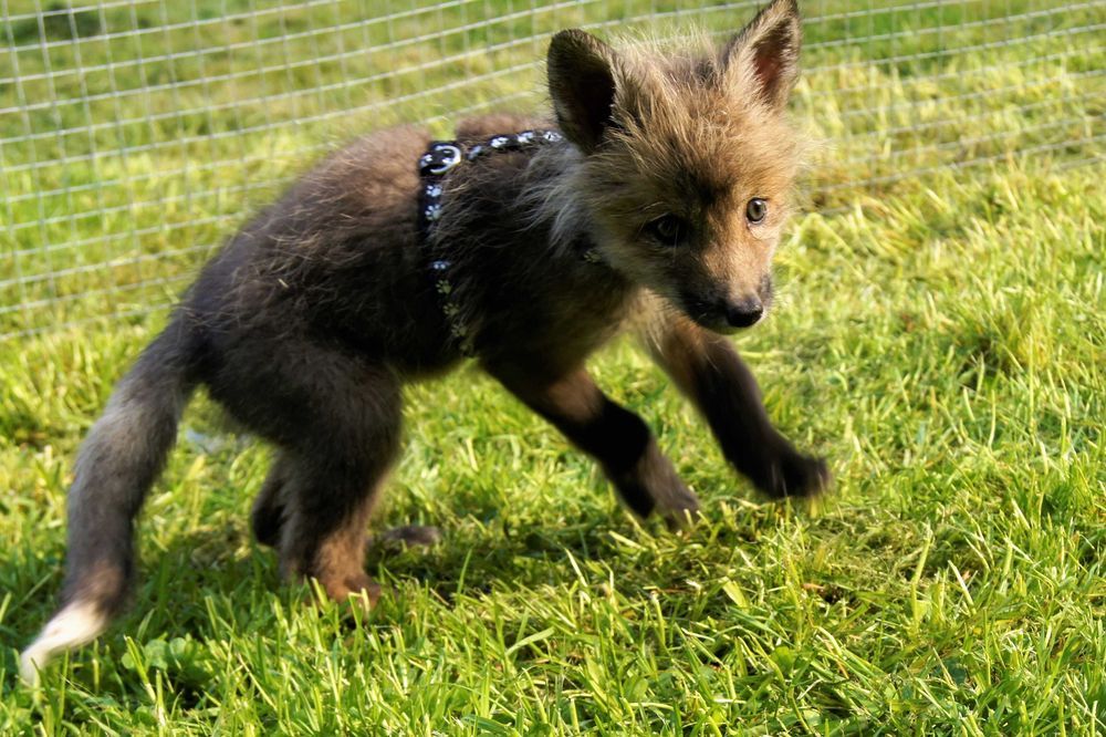 Lis, lisek domowy, lisy hodowlane rude, Red REZERWACJA 2026