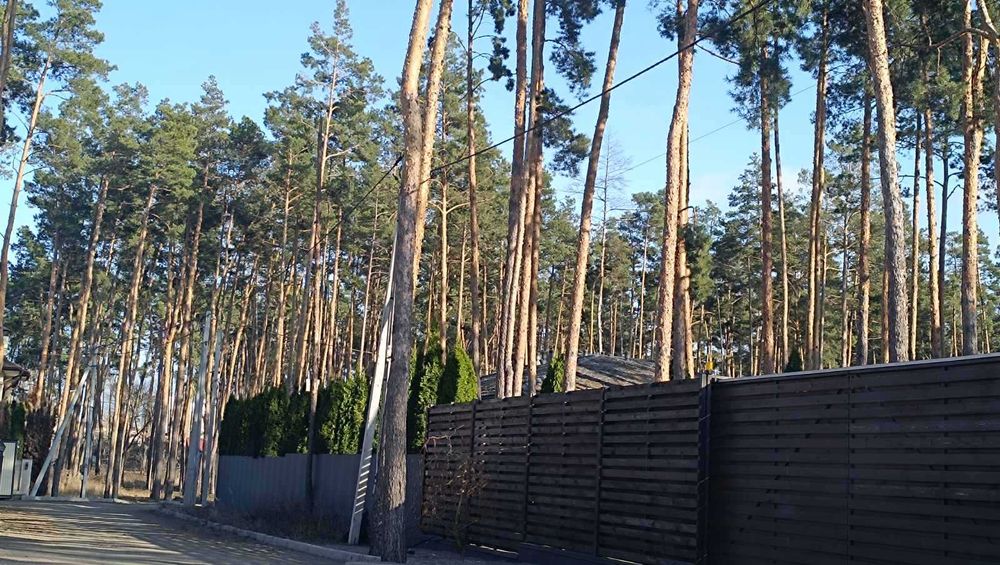 Ділянка серед сосен, 8 соток, нові будинки.