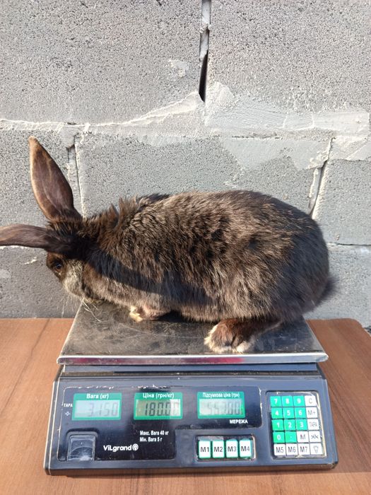 Кролі, робочі самці та молодняк