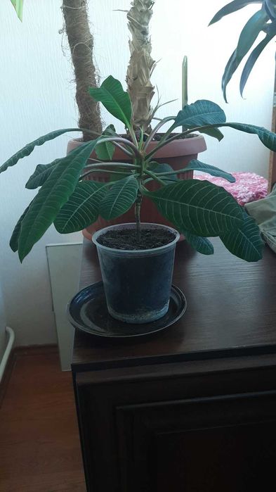 продам комнатные растения  , вазоны пальму, денежное дерево и др.