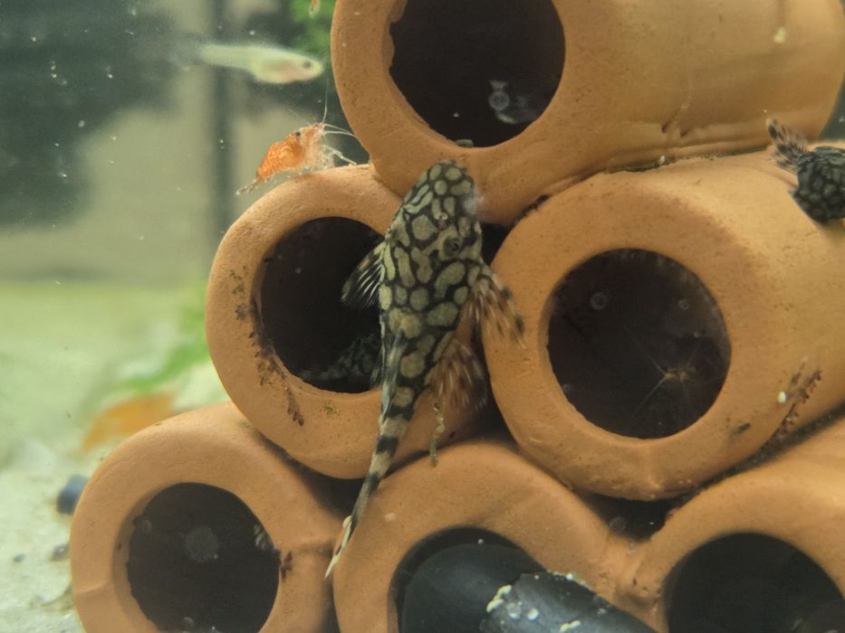 L519 Ancistrus Kiefnerii ll Rio Itenez Zbrojnik Glonojad Wysyłka