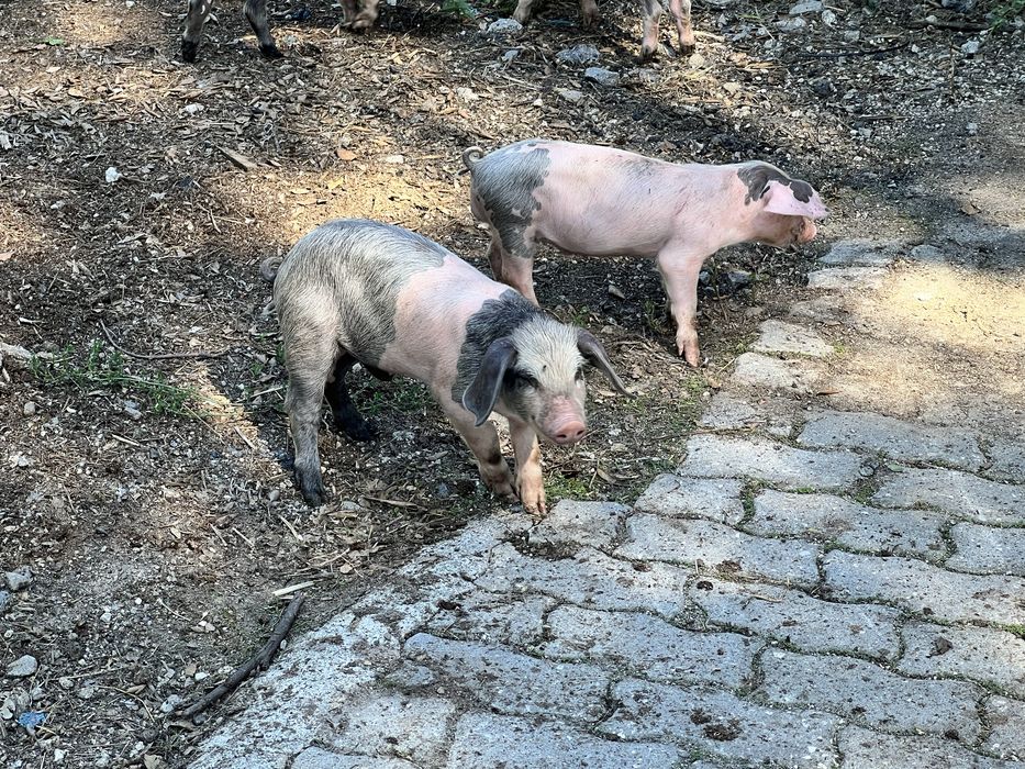 Leitao bisaro em Braga