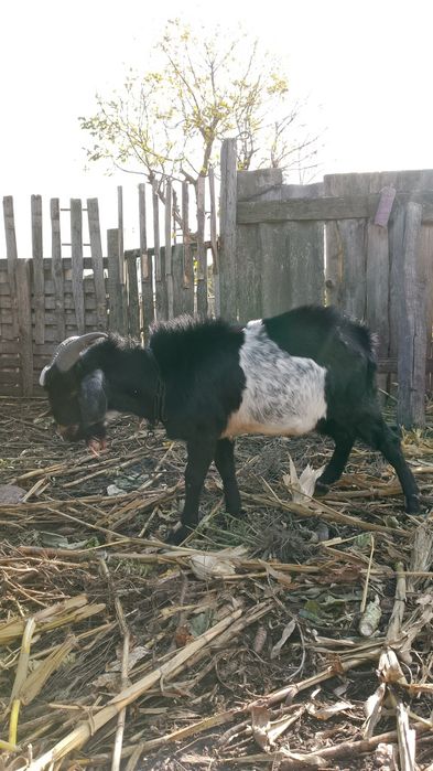 Козел двухлетка продам