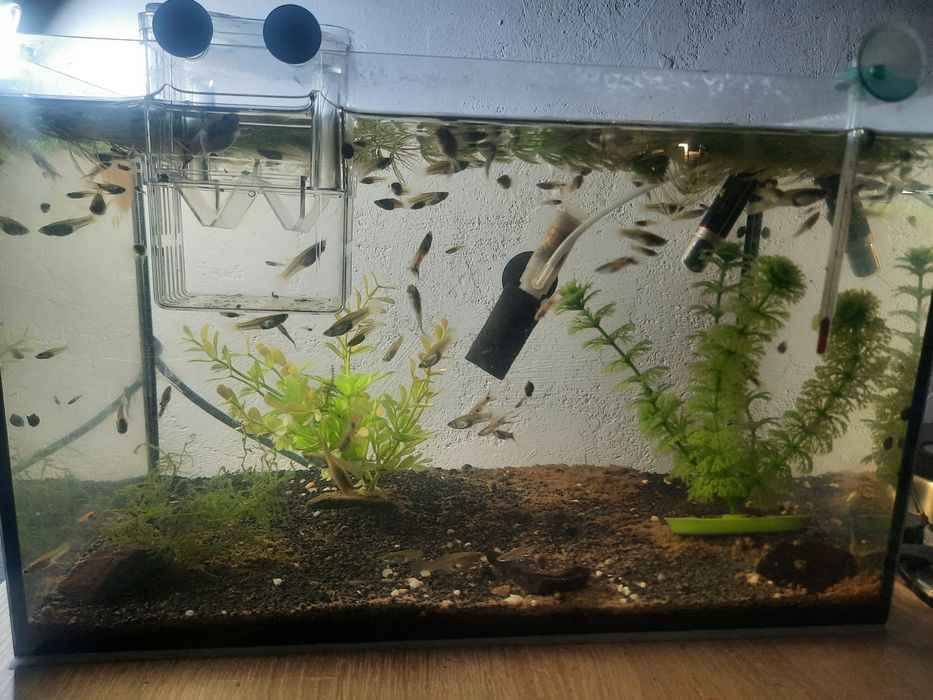 Gupiki dorodne ładne